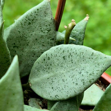 Load image into Gallery viewer, Hoya lacunosa 'Mint'
