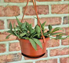 Load image into Gallery viewer, Hoya lacunosa 'Mint'