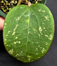 Load image into Gallery viewer, Variegated Dinner Plate Hoya (Hoya latifolia 'Splash')