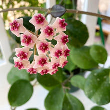 Load image into Gallery viewer, Hoya obovata Splash