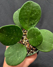 Load image into Gallery viewer, Hoya obovata Splash