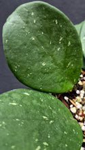 Load image into Gallery viewer, Hoya obovata Splash
