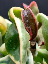 Load image into Gallery viewer, Variegated Hoya Rope (Hoya carnosa compacta variegata)