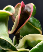 Load image into Gallery viewer, Variegated Hoya Rope (Hoya carnosa compacta variegata)