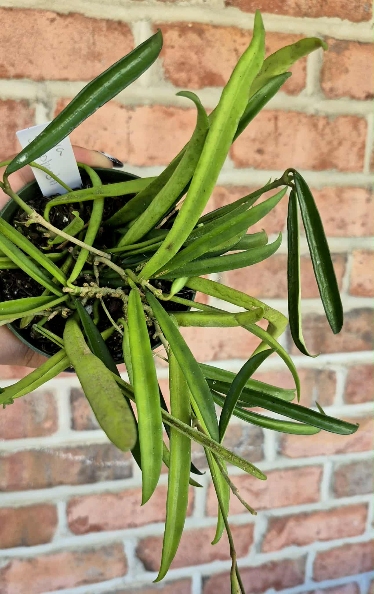 hoya ホヤ shepherdii シェパーディ 3号 Hoya shepherdii – Cedar Bridge Botanicals