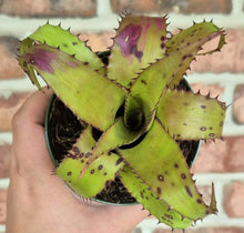 Load image into Gallery viewer, Hylaeaicum eleutheropetalum 'Pendulum'