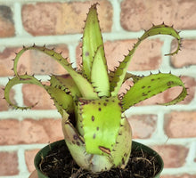 Load image into Gallery viewer, Hylaeaicum eleutheropetalum 'Pendulum'