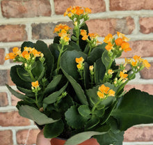 Load image into Gallery viewer, Kalanchoe blossfeldiana