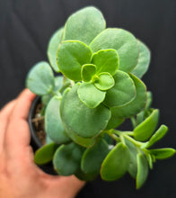Load image into Gallery viewer, Marnier's Kalanchoe (Kalanchoe marnieriana)