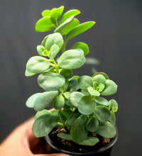 Load image into Gallery viewer, Marnier's Kalanchoe (Kalanchoe marnieriana)