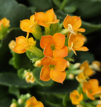 Load image into Gallery viewer, Kalanchoe blossfeldiana