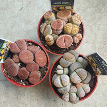Load image into Gallery viewer, Living Stones (Lithops spp.)