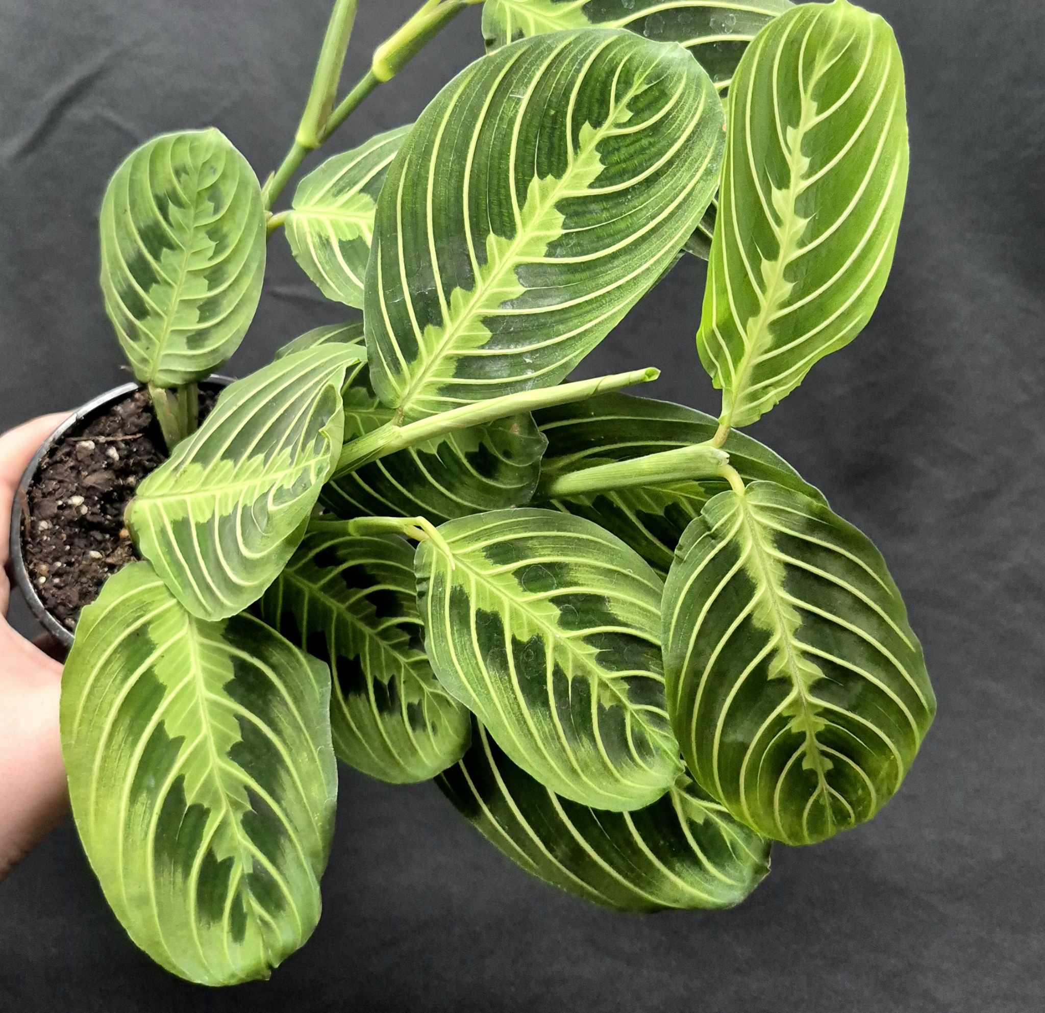 yellow prayer plant leaves Prayer Plant (Maranta leuconeura) – Cedar Bridge Botanicals