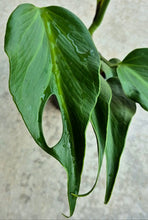 Load image into Gallery viewer, Monstera Burle Marx 'Flame'