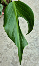 Load image into Gallery viewer, Monstera Burle Marx 'Flame'