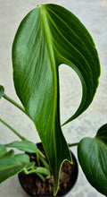Load image into Gallery viewer, Monstera Burle Marx 'Flame'