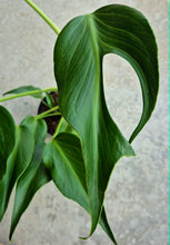 Load image into Gallery viewer, Monstera Burle Marx 'Flame'