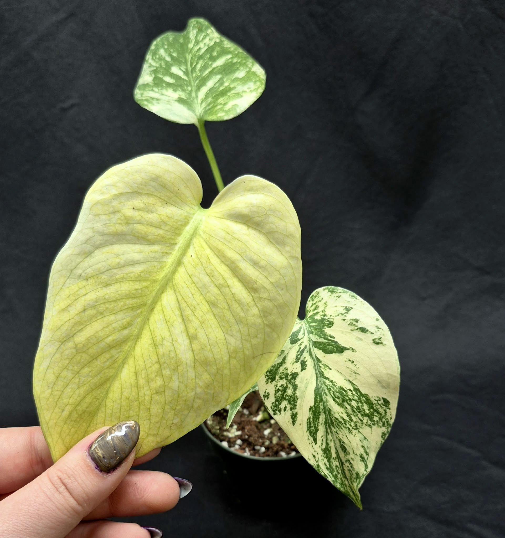 Mint Monstera (Monstera 'Mint) – Cedar Bridge Botanicals