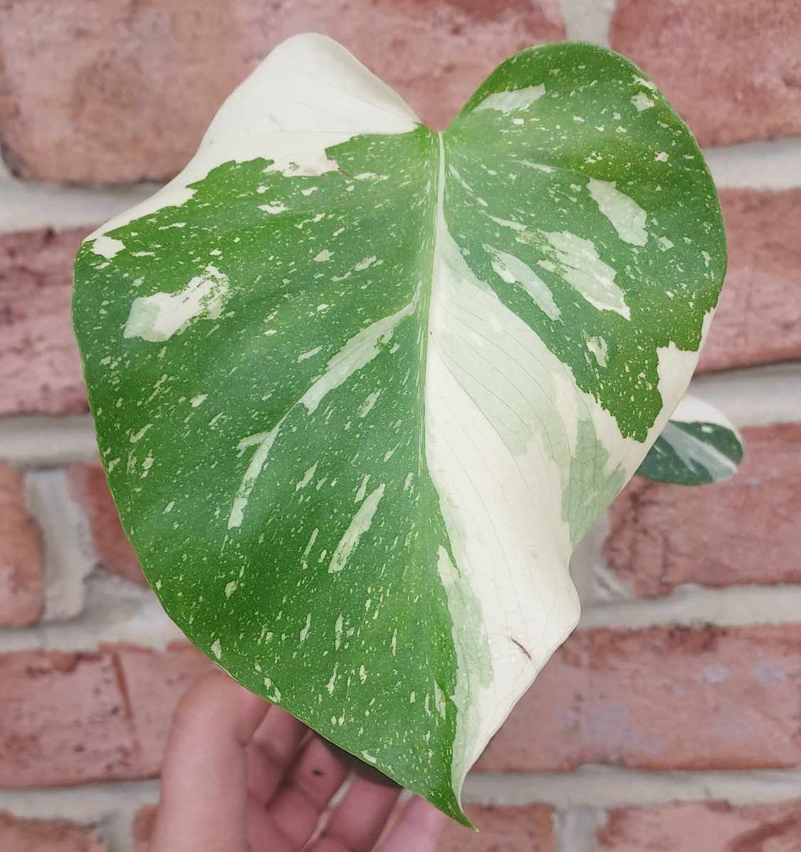 Monstera Thai Constellation – Cedar Bridge Botanicals