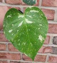 Load image into Gallery viewer, Monstera Thai Constellation