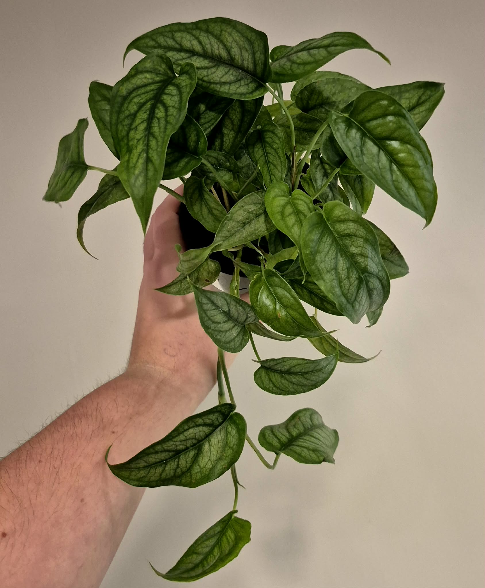 Monstera siltepecana – Cedar Bridge Botanicals