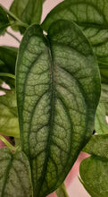 Load image into Gallery viewer, Monstera siltepecana