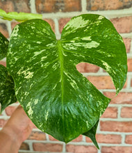 Load image into Gallery viewer, Monstera 'White Monster'