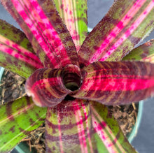 Load image into Gallery viewer, Neoregelia 'Hot Embers'