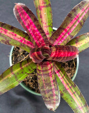Load image into Gallery viewer, Neoregelia 'Hot Embers'