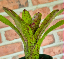 Load image into Gallery viewer, Neoregelia Caviar
