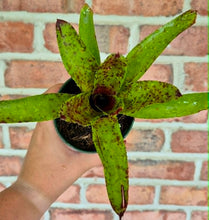 Load image into Gallery viewer, Neoregelia Caviar