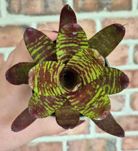 Load image into Gallery viewer, Neoregela 'Dragon'