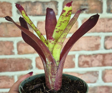 Load image into Gallery viewer, Neoregelia 'Duck Soup'