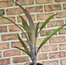 Load image into Gallery viewer, Side view of a tall, thin bromeliad