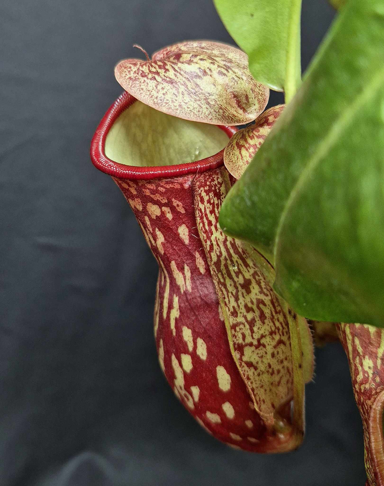 Nepenthes 'St. Gaya' – Cedar Bridge Botanicals