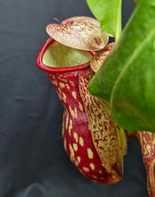 Load image into Gallery viewer, Nepenthes 'St. Gaya'
