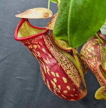 Load image into Gallery viewer, Nepenthes 'St. Gaya'