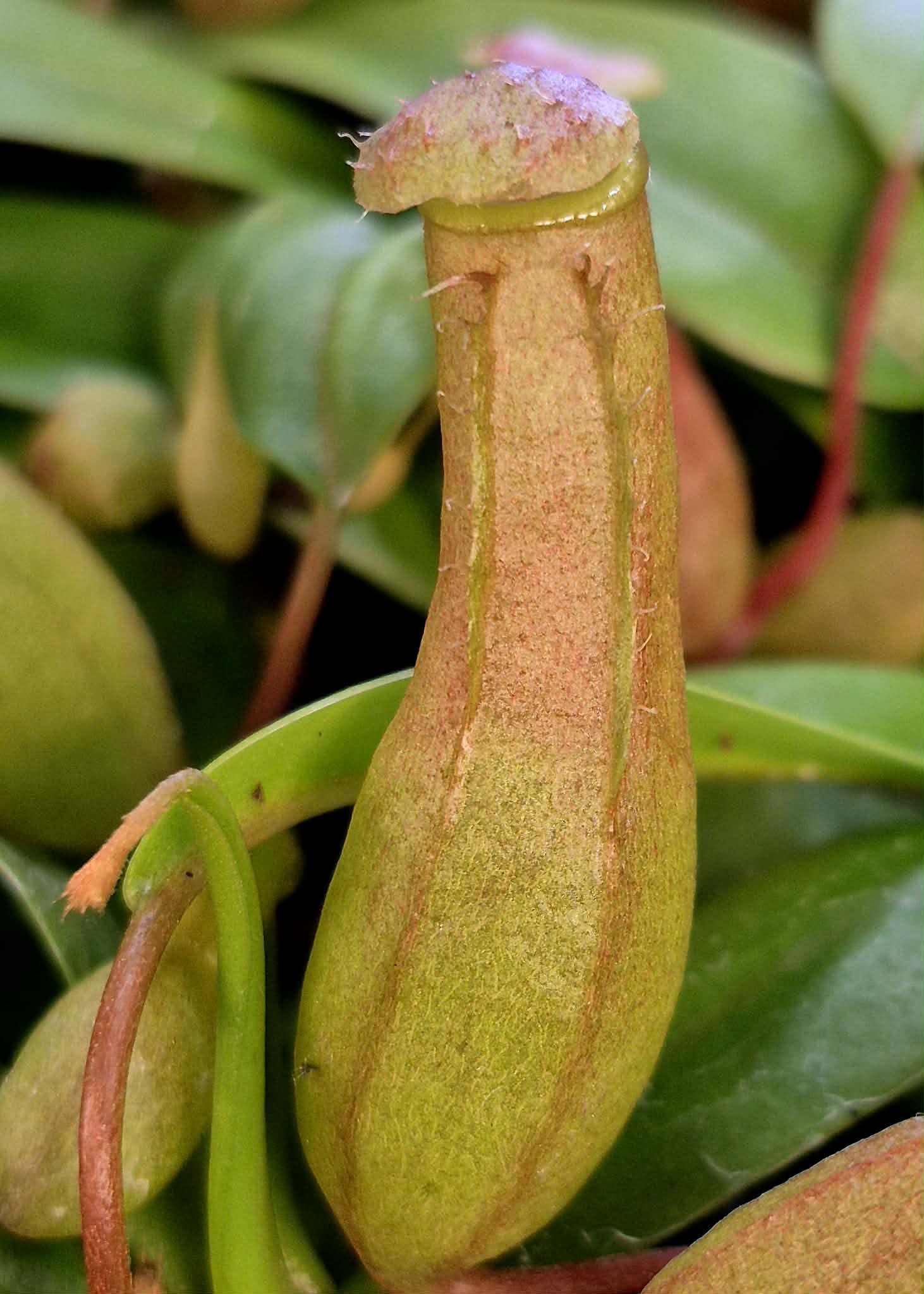 Nepenthes ventricosa – Cedar Bridge Botanicals