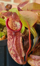 Load image into Gallery viewer, Nepenthes 'Miranda'