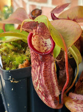 Load image into Gallery viewer, Nepenthes 'Miranda'