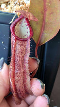 Load image into Gallery viewer, Nepenthes 'Miranda'