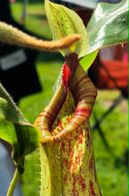 Load image into Gallery viewer, Nepenthes x dyeriana