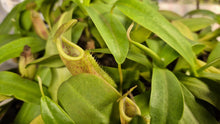 Load image into Gallery viewer, Nepenthes sanguinea