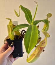 Load image into Gallery viewer, Nepenthes sanguinea