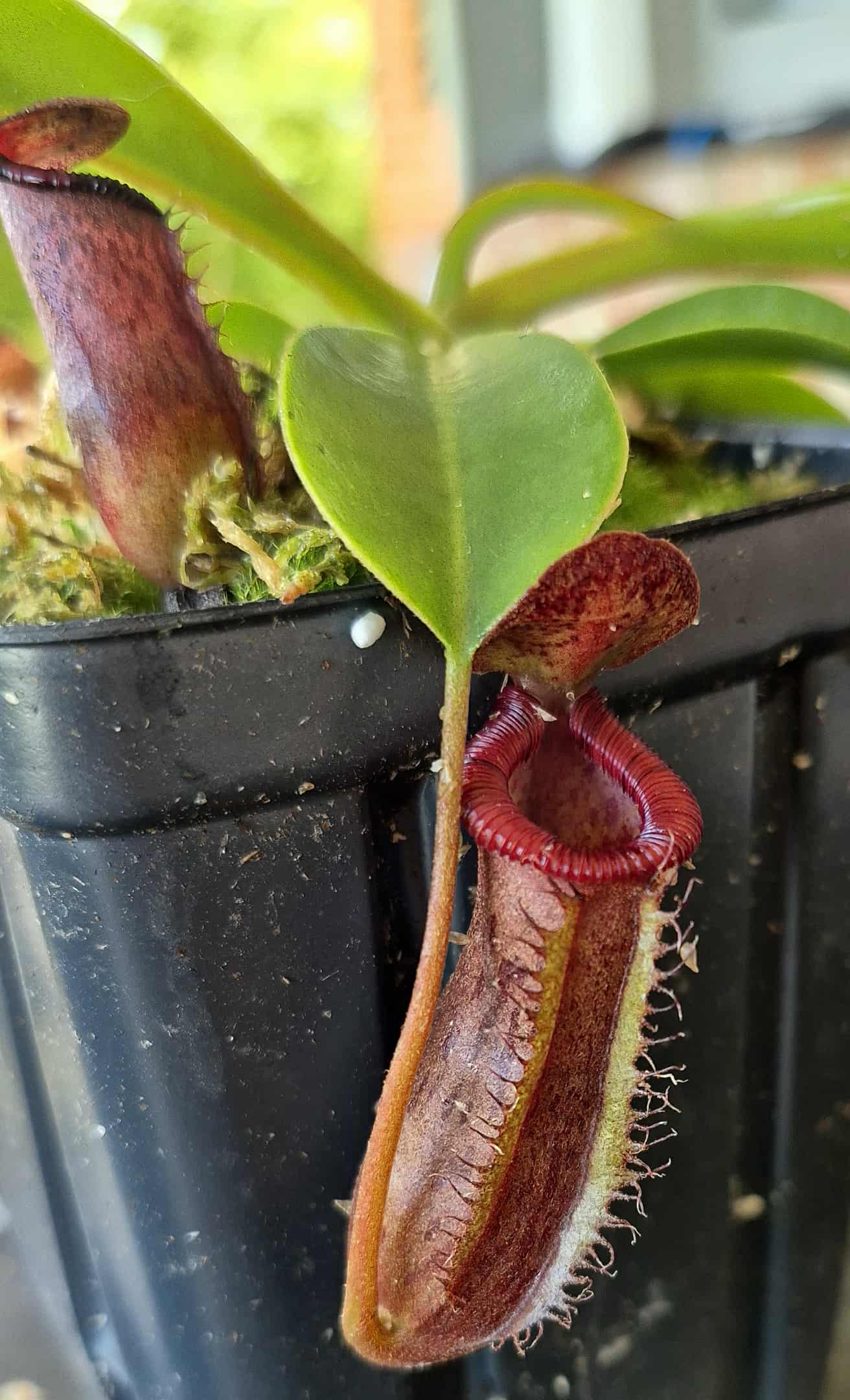 Nepenthes x briggsiana – Cedar Bridge Botanicals