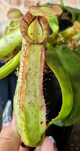 Load image into Gallery viewer, Nepenthes x dyeriana