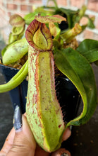 Load image into Gallery viewer, Nepenthes x dyeriana