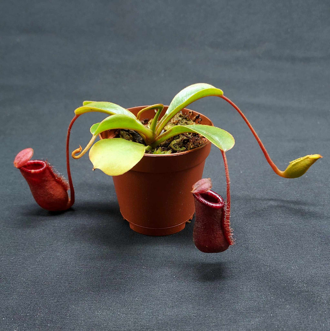 Nepenthes lowii x ventricosa