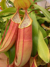 Load image into Gallery viewer, Nepenthes sanguinea