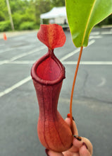 Load image into Gallery viewer, A single Nepenthes ventrata picture
